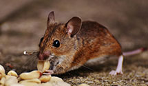 24 Hour & Emergency Exterminators in Warsaw, ND